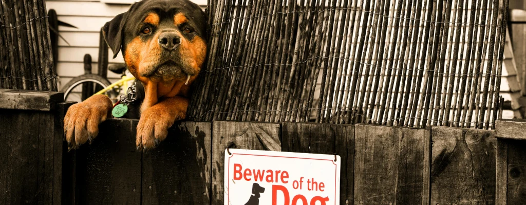 Perro Rottweiler asomado en una casa de campo