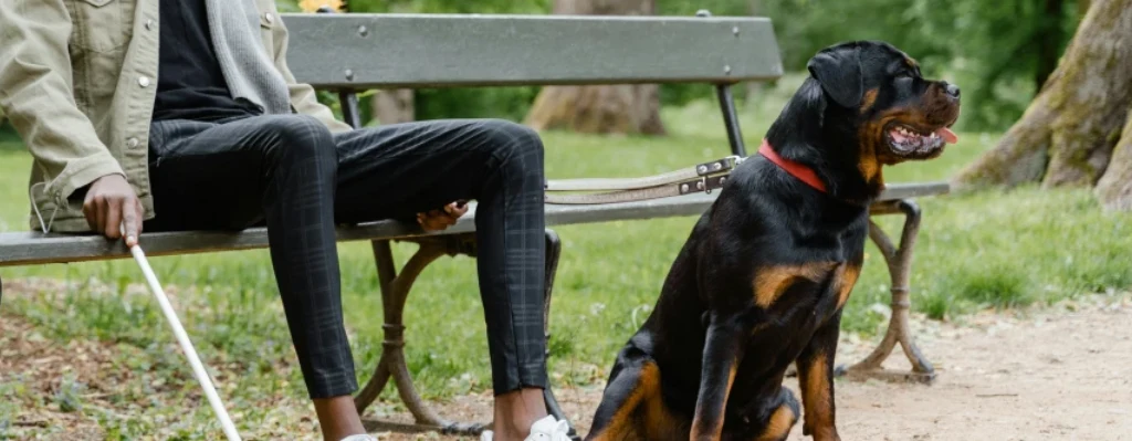 perro Rottweiler como perro lazarillo