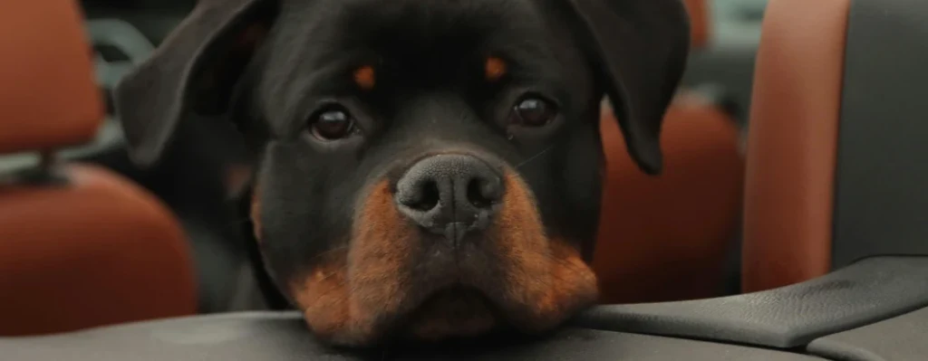Rottweiler Cachorro