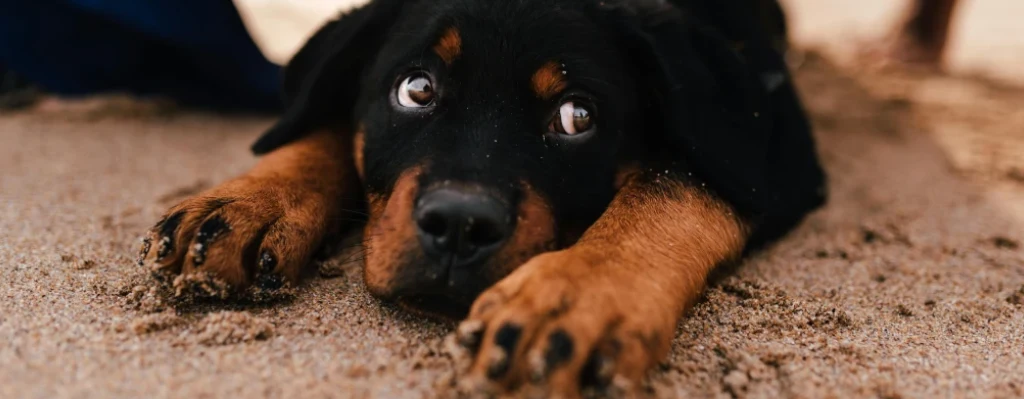 cachorro de perro Rottweiler con mirada amorosa