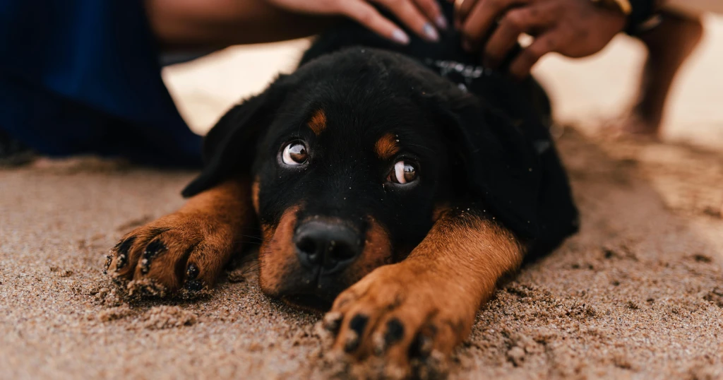 rottweiler en España como PPP