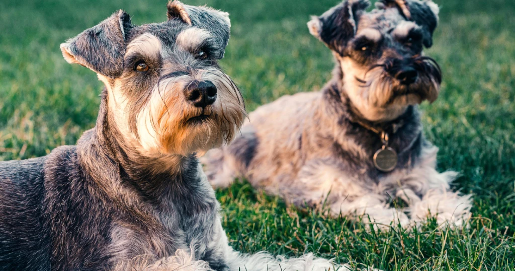 La raza Schnauzer Miniatura tiene su origen en Alemania a finales del siglo XIX