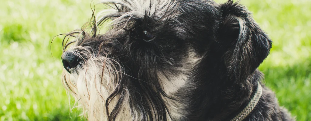 Schnauzer Miniatura esperanza de vida