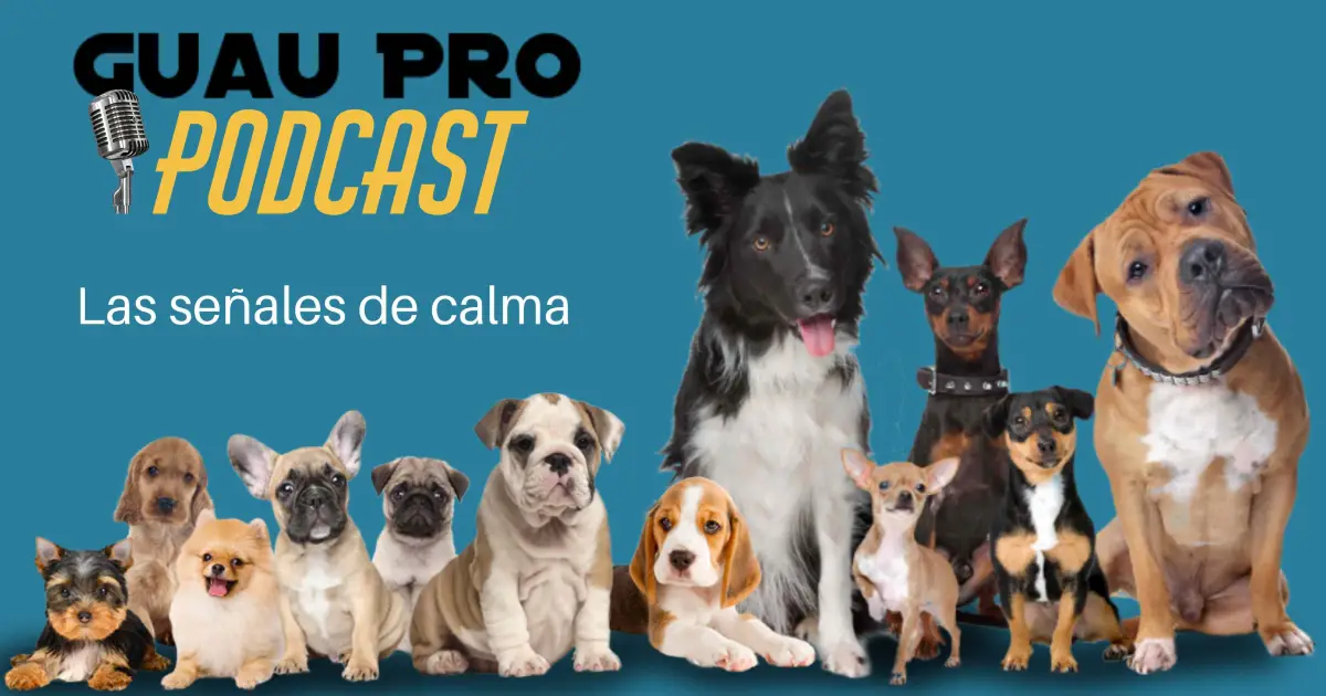 Las señales de calma son comportamientos sutiles que los perros usan para comunicarse, autorregularse y evitar conflictos. Este lenguaje no verbal les permite expresar incomodidad, apaciguar tensiones o pedir espacio, tanto a otros perros como a humanos. Este concepto fue desarrollado por Turid Rugaas, educadora canina noruega, y es una base fundamental del adiestramiento respetuoso y la convivencia equilibrada.