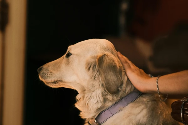 señales de calma en perros