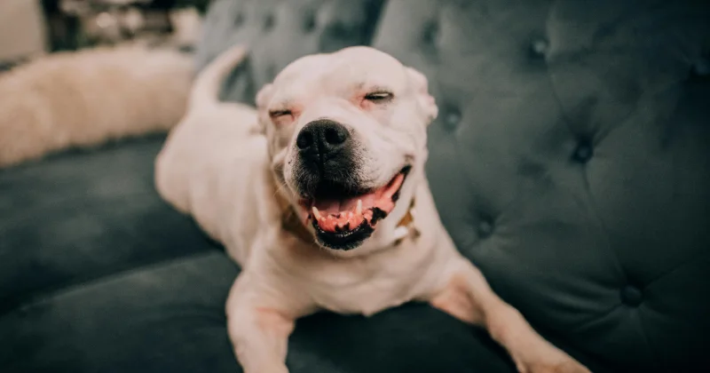temperamento del American Staffordshire feliz