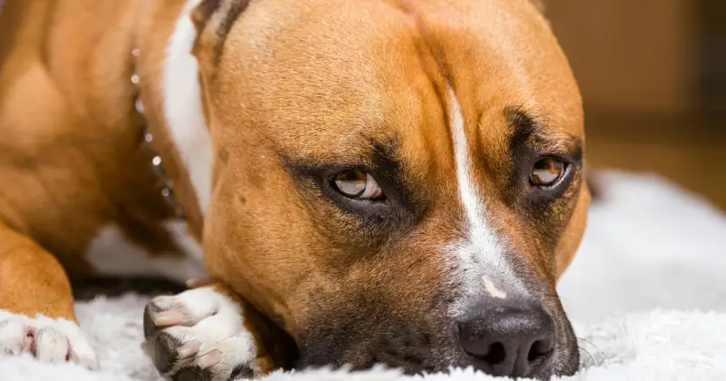 temperamento del American Staffordshire Terrier