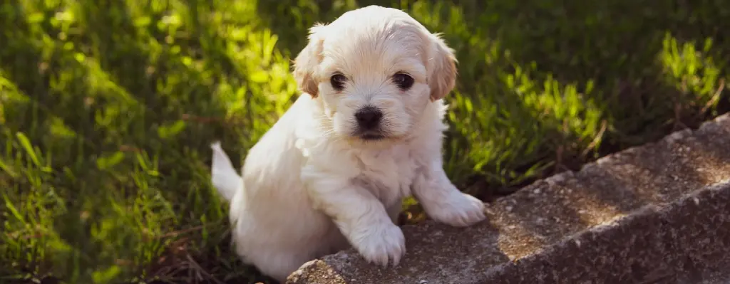 Cachorro blanco sobre piedra en una casa con césped