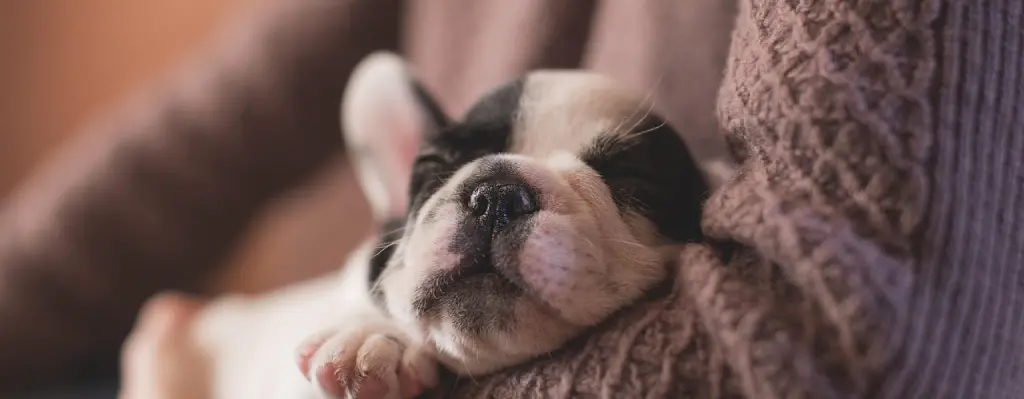Cachorros de bulldog francés en brazos de su tutor
