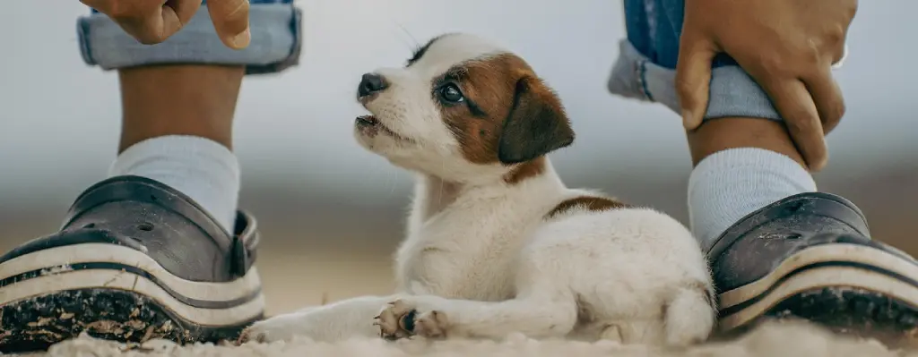 Cachorro de Jack Russell acostado
