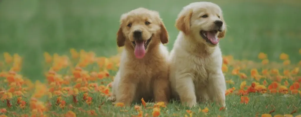 esperanza de vida del golden retriever