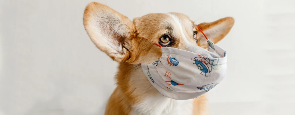 Beneficios de esterilizar a una perra