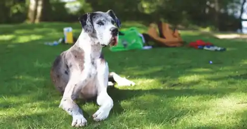 gran danés o dogo alemán