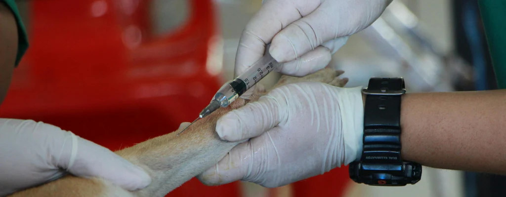 Veterinario poniendo una vacuna a un perro gran danes