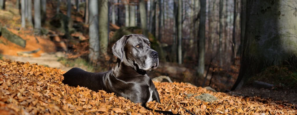 Perro gran danes negro acostado sobre Un manto de hojas en otoño