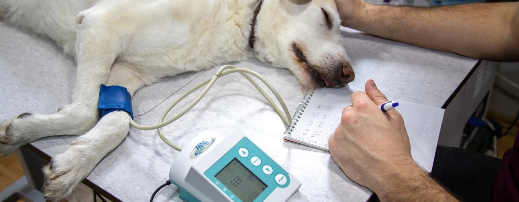 Inconvenientes de esterilizar a una perra