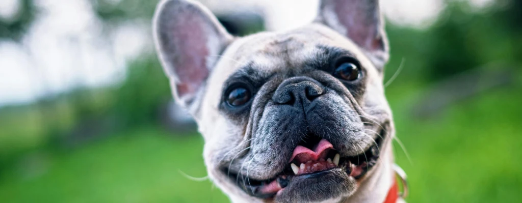 mejor raza del mundo bull dog frances