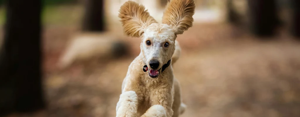 mejor raza de perro caniche