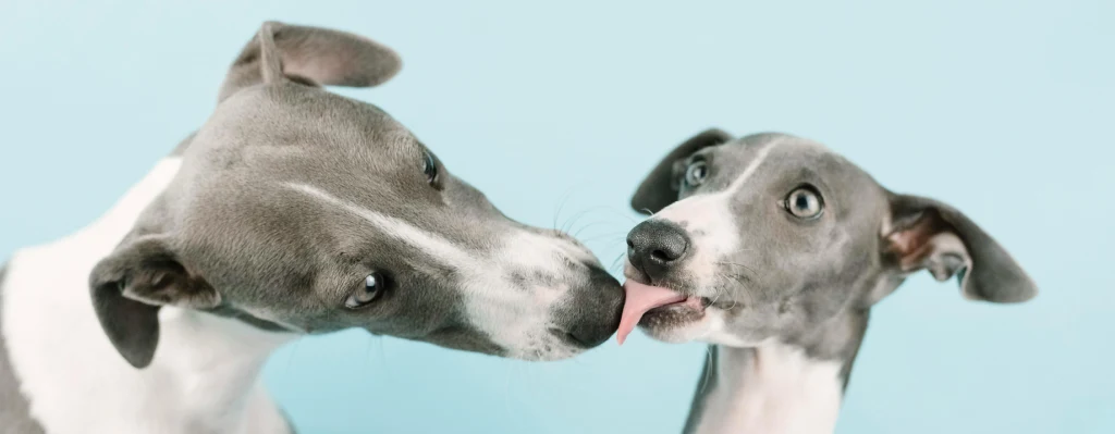 mejor raza de perro galgo