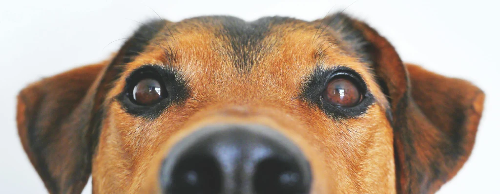 mejor raza de perro para un piso pequeño