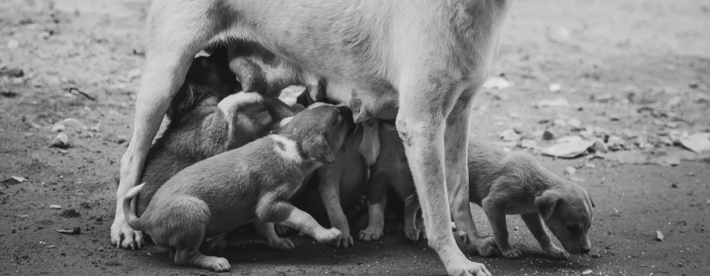 Camada de perritos abandonados mamando de su madre
