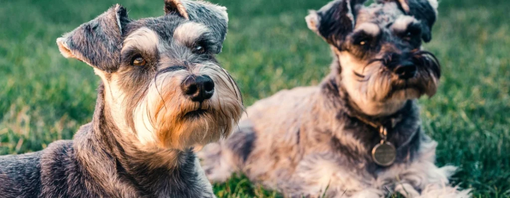 Dos perritos pequeños acostados en el césped mirando con cara de felicidad