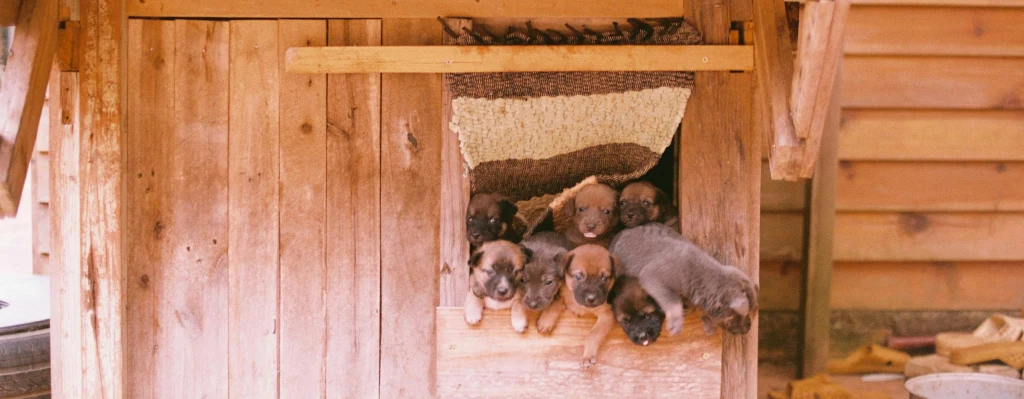 Camada muy numerosa de perritos saliendo de una madriguera de madera