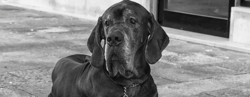 Perro gran danés adulto acostado en el suelo de una calle