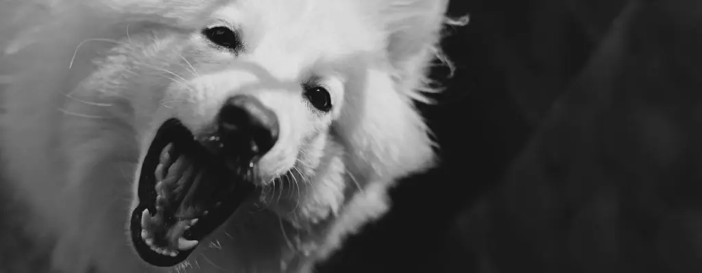 Perro blanco enfadado ladrando