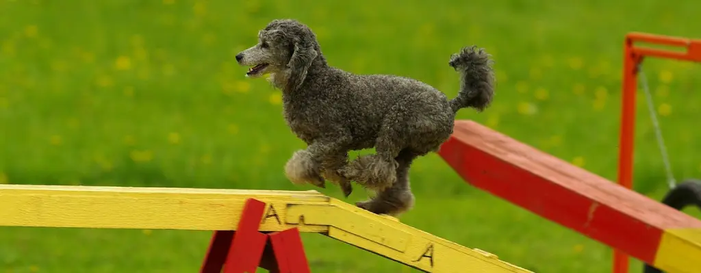 Perro pequeño haciendo agility