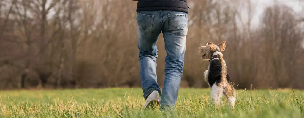 Perro corriendo con su tutor por el campo