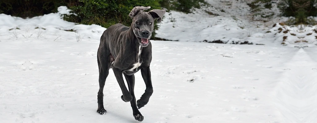 Perro gran danés negro corriendo por la nieve