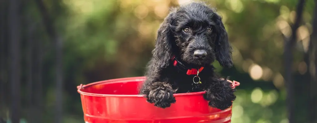Perro negro peludo dentro de un cubo rojo