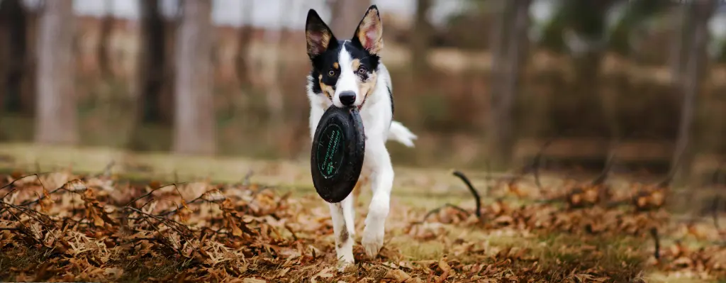 Perro jugando con un Disco