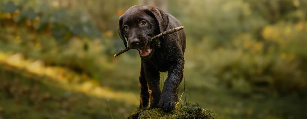 Cachorro de perro negro con una rama en la boca