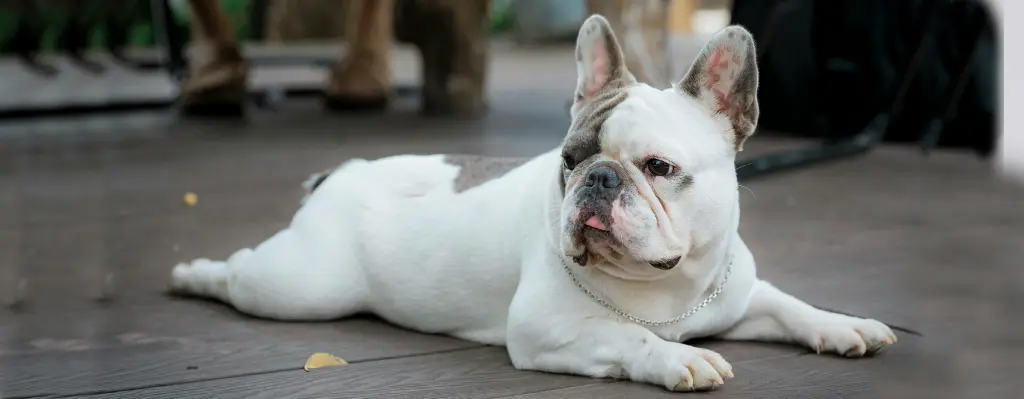 Perro bulldog girando la cabeza para eludir enfrentamiento