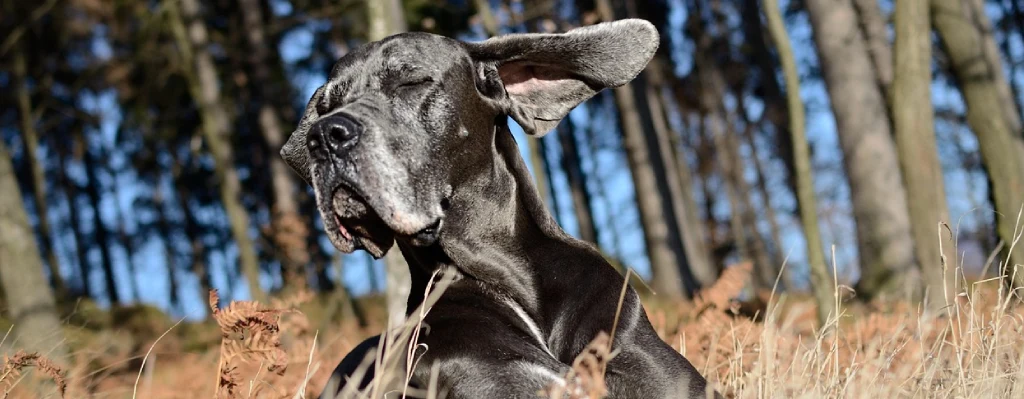 Perro gran danés Moviendo las orejas