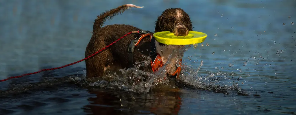 Perro de aguas con un disco en la boca nadando en un río