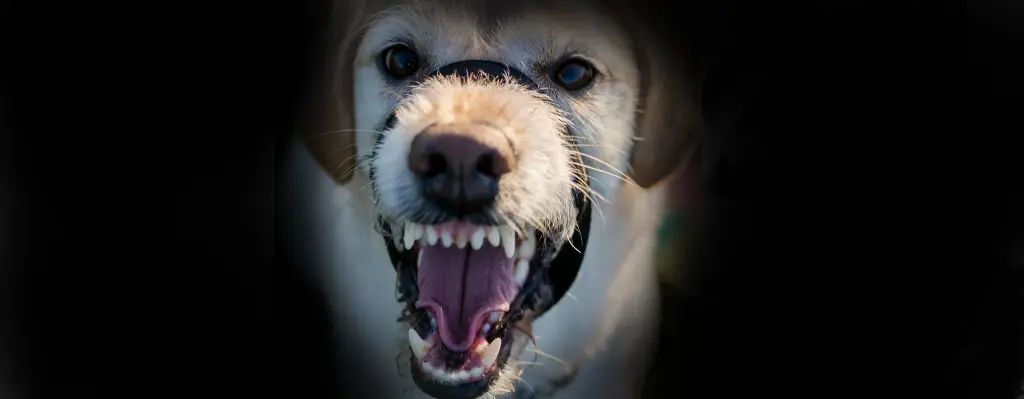 Perro muy enfadado enseñando los dientes