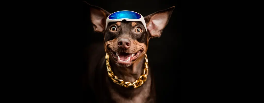 Perro disfrazado de rapero