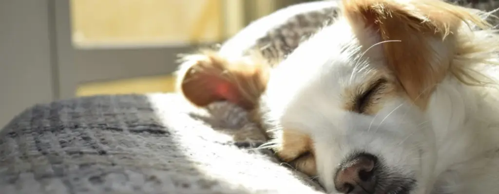 Perro durmiendo mostrando señales de calma