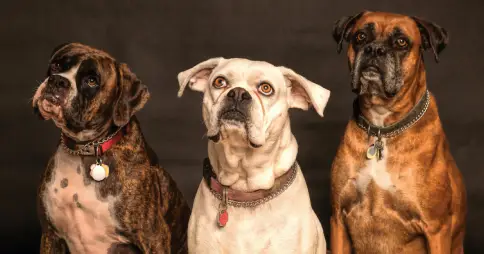 Haz que tu perro viva más y mejor: el minicurso GRATIS que todo humano debería hacer