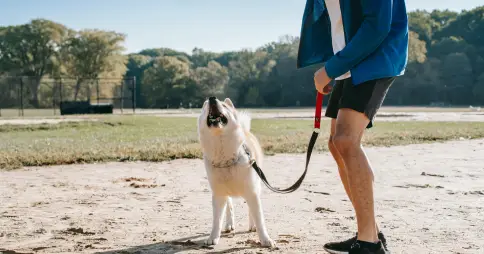 Curso GRATIS – Enseña a tu perro a pasear sin tirar de la correa