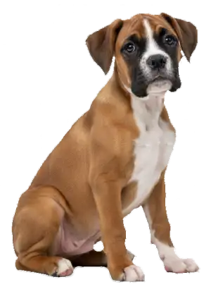 educacion y adiestramiento canino por internet