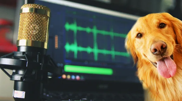 podcast de perros, podcast perros, podcast, sobre perros, podcast canino