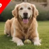 curso gratuito para alargar la vida del perro