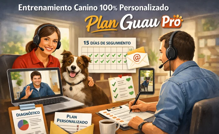 Adiestramiento Canino personalizado para tu perro (con plan y seguimiento real)