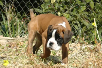 carácter y características de los boxer