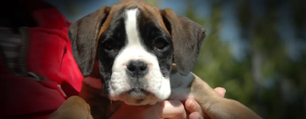 temperamento dócil de los boxer