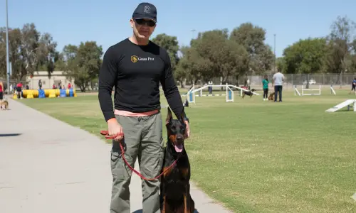 cursos para adiestrar perros